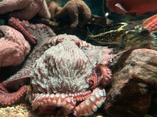 octopus on the market