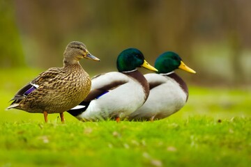 Idyllic scene of Mallard (Anas platyrhynchos)  standing in a lush, grassy meadow