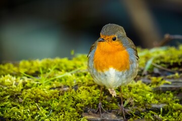Vivid orange Robin (Erithacus rubecula) perched atop a bed of lush green moss