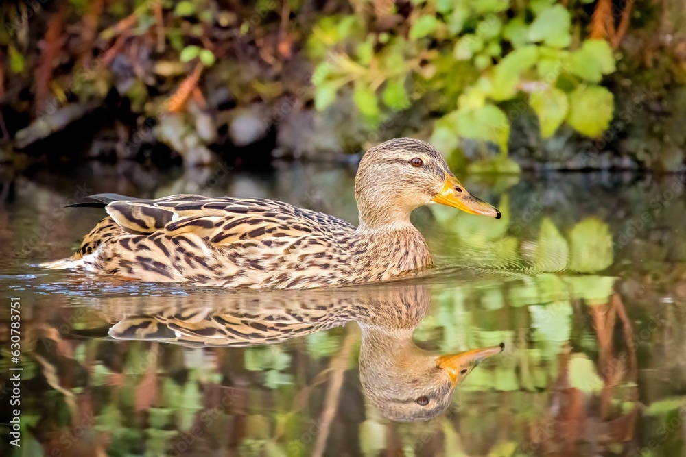 Poster closeup of a duck swimming a tranquil pond