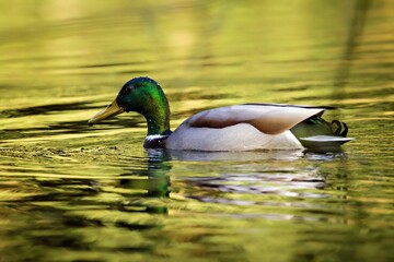 Closeup of a duck swimming in a tranquil lake