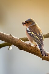 Vertical closeup of a chaffinch perched on a barren tree branch