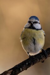 Vertical closeup of a great tit perched on a tree branch