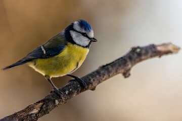 Closeup of a great tit perched on a tree branch