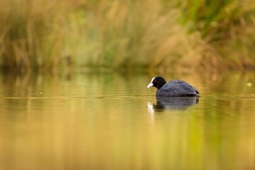 Closeup of a coot swimming in a tranquil lake