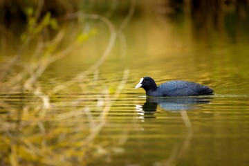 Closeup of a coot swimming in a tranquil lake