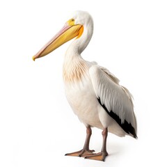 Fototapeta na wymiar American white pelican bird isolated on white. Generative AI