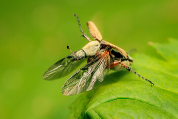Rose chafer spreading its wings and just about to take-off on green blurred background