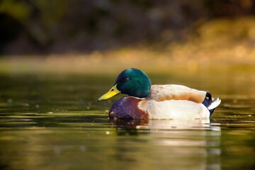 Mallard duck swimming on water