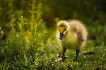 Closeup of a duckling perched in a field with a blurry background