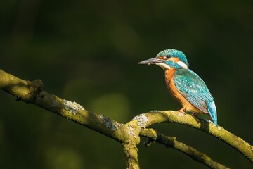 Close-up shot of a river kingfisher perched on a tree branch in a natural outdoor setting