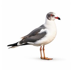 Black-tailed gull bird isolated on white. Generative AI