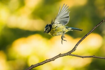 a closeup of a Great tit bird in its natural habitat