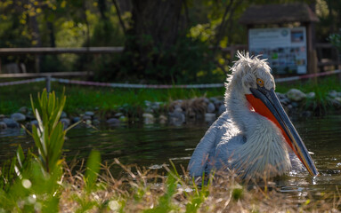 Divjake-Karavasta National Park in ALBANIA. Domesticated Wild Pelican Johny