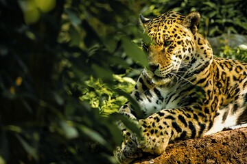 Jaguar (Panthera onca) resting behind trees with a golden fur illuminated in the sunlight