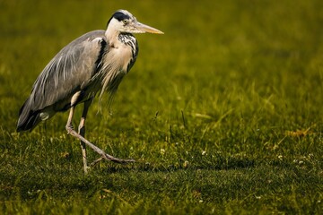 Gray heron (Ardea cinerea) in a lush green field