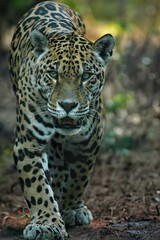 Fototapeta na wymiar Vertical shot of a majestic leopard strides down a dirt road through a tranquil forest