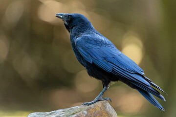 Glossy black crow perched atop a stone stump in a forest setting
