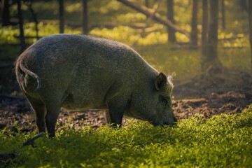 Wild boar strolling through a verdant meadow, illuminated by the warm sunlight