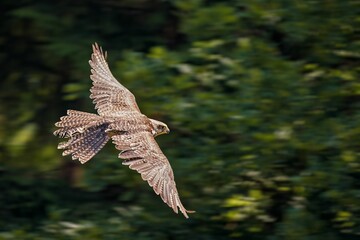 Closeup of a majestic Gyrfalcon in flight in a lush green on a sunny day
