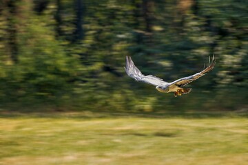 Fototapeta na wymiar Closeup of a vibrant hawk in a flight in lush green with a blurry background