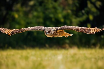 Closeup of a Eurasian eagle-owl in flight in a lush green with a blurry background