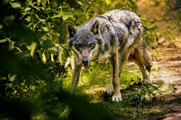 Closeup of a  majestic gray wolf standing in a lush green with a blurry background