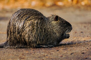 Of a wet nutria mammal, its fur glistening in the light