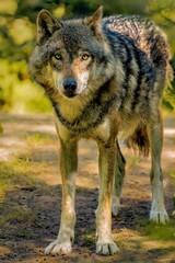 Vertical shot of a beautiful majestic wolf standing in a forest