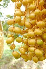 date palm fruit