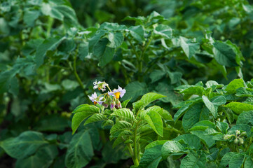 Obraz premium bushes of planted potatoes in the ground. green plants on dark soil. potato growing concept. Young vegetables grow on the soil. Healthy new potatoes in an organic garden.