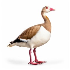 Egyptian goose bird isolated on white. Generative AI