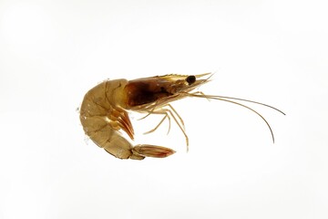Single shrimp isolated against white backdrop with plenty of copy space