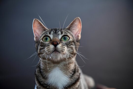 Tabby cat photographed in a relaxed pose, with its eyes widely open