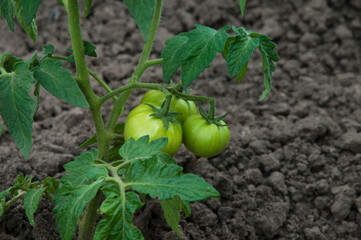 green tomatoes on the bushes. the concept of growing tomatoes. unripe vegetables in the garden.	