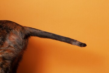Close-up image of a brown dog's tail in the center of a bright orange background