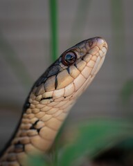 the small snakes head is visible in the photo and they are looking right up at