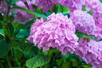 Fototapeta premium pink hydrangea on a flowerbed in a green garden. purple flowers on a natural background