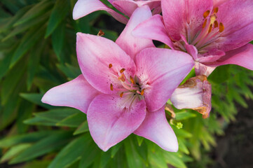 Fototapeta na wymiar pink fragrant lily on a green bed in summer 