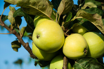 green varietal apples on a branch in a summer garden. the concept of growing apples of early varieties