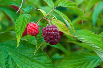 a branch of ripe pink raspberries in the garden on a green background. sweet purple raspberries on a plantation