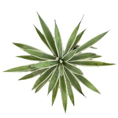 aloe vera plant isolated