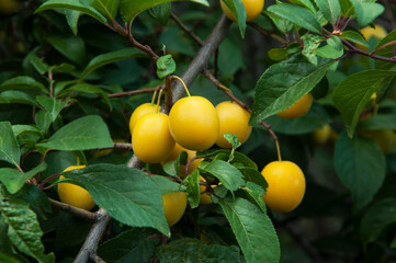 yellow ripe organic plums on the green tree in the garden. juicy sweet cherry plum in the summer...