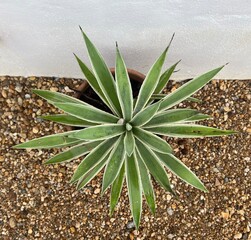 aloe vera plant