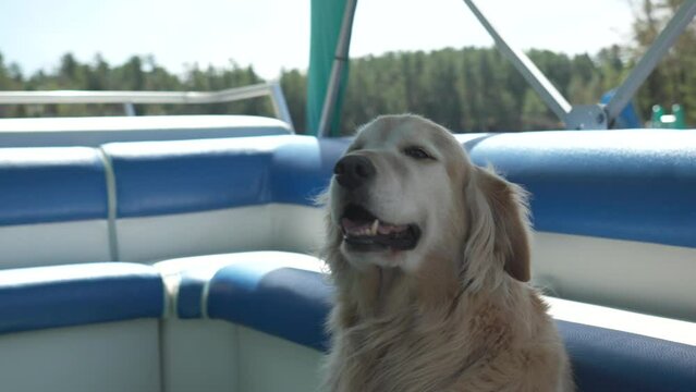 Golden Retriever basking in the sun on a summer boat ride