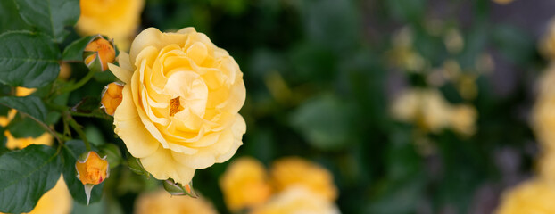 Yellow roses blooming, summer flowers