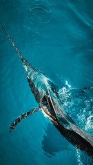Closeup shot of a sailfish swimming in deep blue ocean water