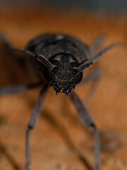 Foto macro de escarabajo gorgojo negro con fondo desenfocado anaranjado, con grandes antenas