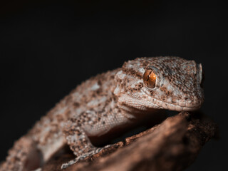 Salamanquesa común (Tarentola mauritanica) descansando sobre corteza de tronco