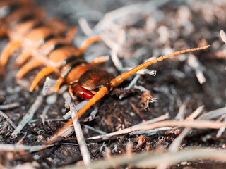 Foto maro de la cabeza de una escolopendra anaranjada con grandes antenas y quelíceros, Ávila,...